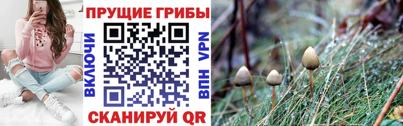 купить цена Палласовка Галлюциногенные грибы прущие грибы